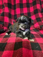 Minnie, a male Shih Tzu for sale in Little Falls, MN – 3 of 5