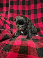 Minnie, a male Shih Tzu for sale in Little Falls, MN – 4 of 5