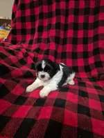 Minnie, a male Shih Tzu for sale in Little Falls, MN – 5 of 5