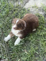 Sammy, a female Australian Shepherd for sale in Marion, SC – 6 of 6