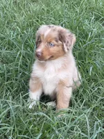 Sunny , a male Australian Shepherd for sale in Marion, SC – 5 of 6