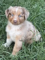 Sunny , a male Australian Shepherd for sale in Marion, SC – 4 of 6