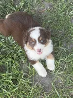 Dolly, a female Australian Shepherd for sale in Marion, SC – 3 of 4