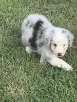 Toby, a male Australian Shepherd for sale in Marion, SC – 2 of 4