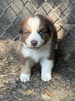 Goose , a male Australian Shepherd for sale in Marion, SC – 2 of 2