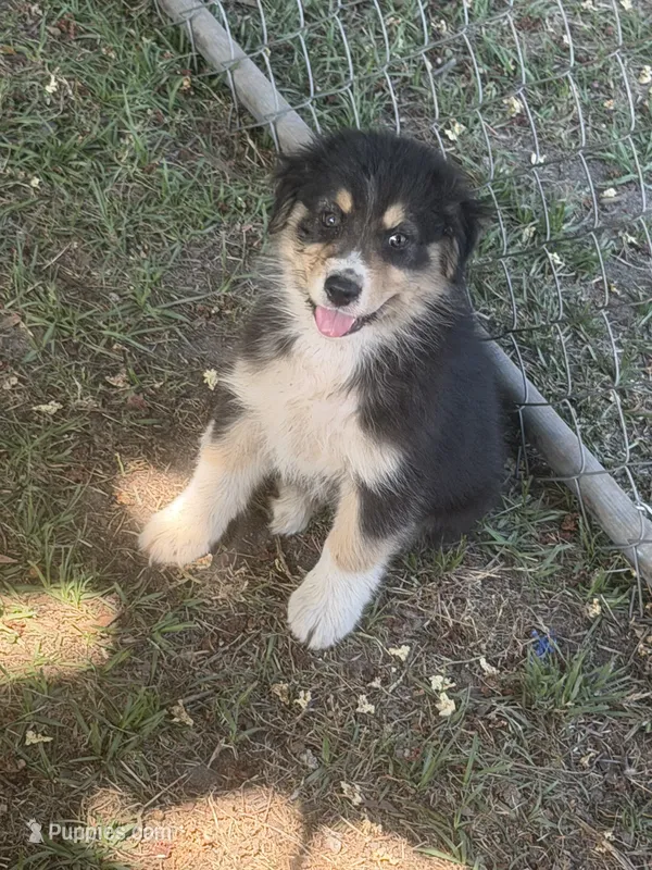 Oakley  – Australian Shepherd puppy for sale in Marion, SC