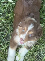 Sammy, a female Australian Shepherd for sale in Marion, SC – 3 of 6