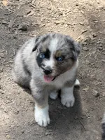 Laney, a female Australian Shepherd for sale in Marion, SC – 4 of 4