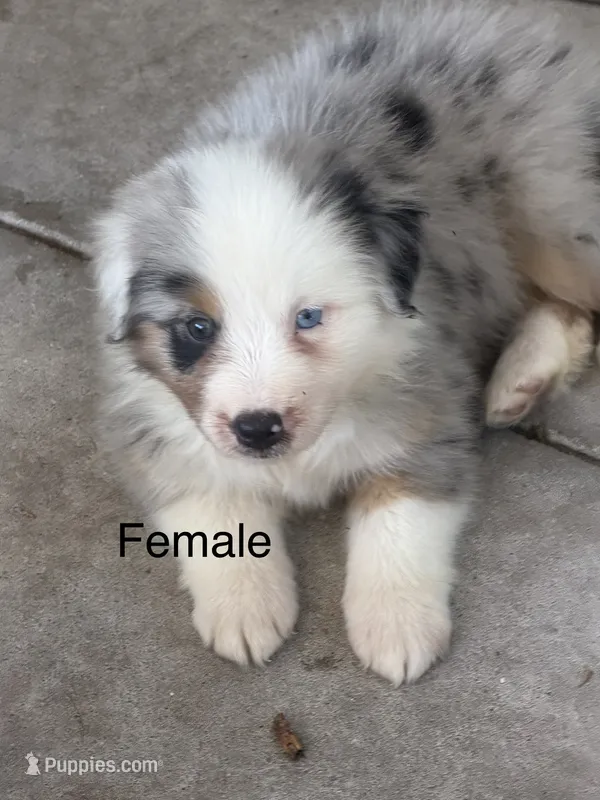 Lexie – Australian Shepherd puppy for sale in Marion, SC