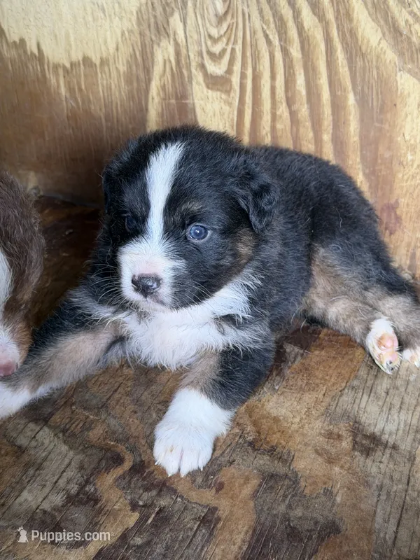 Sam – Australian Shepherd puppy for sale in Marion, SC