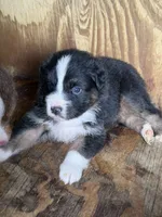 Sam, a male Australian Shepherd for sale in Marion, SC – 1 of 3