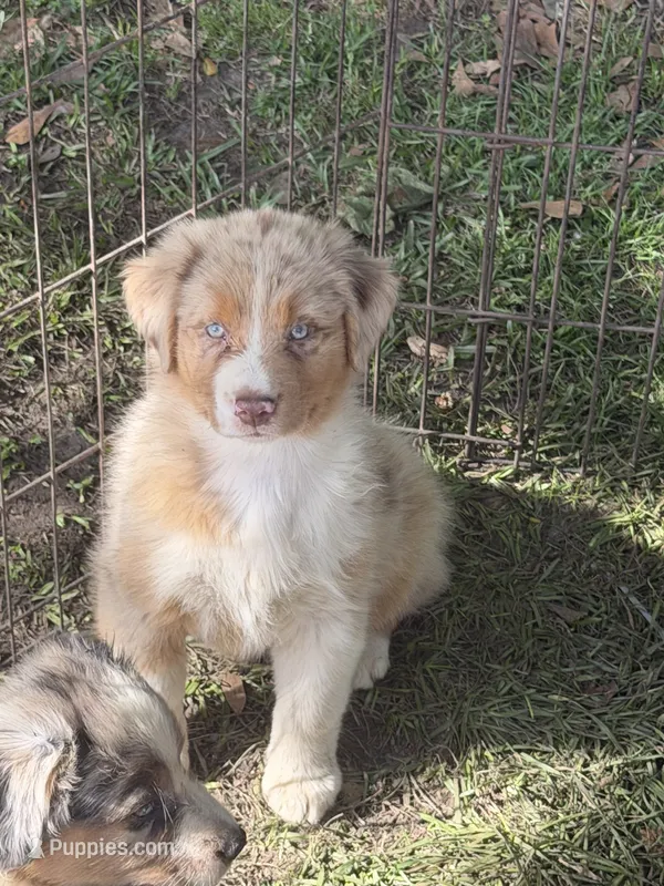 Dolly – Australian Shepherd puppy for sale in Marion, SC