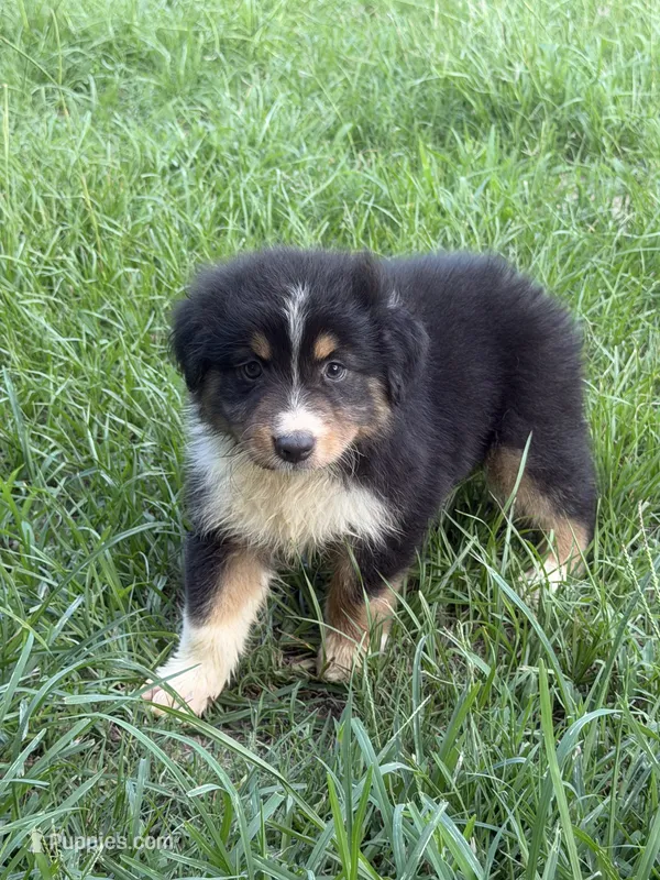 Bud – Australian Shepherd puppy for sale in Marion, SC