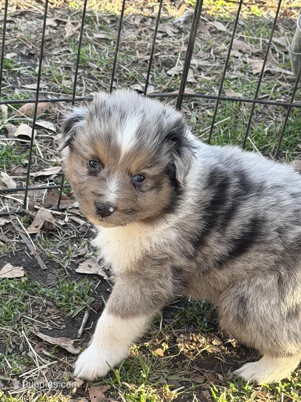 Max, a male Australian Shepherd for sale in Marion, SC – Photo 1 of 3
