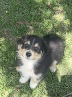 Oakley , a female Australian Shepherd for sale in Marion, SC – 2 of 2