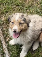 Molly, a female Australian Shepherd for sale in Marion, SC – Photo 2 of 3