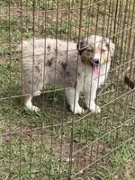 Molly, a female Australian Shepherd for sale in Marion, SC – Photo 3 of 3