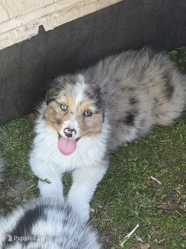 Molly, a female Australian Shepherd for sale in Marion, SC – Photo 1 of 3