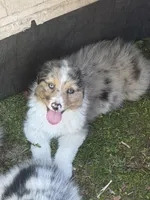 Molly, a female Australian Shepherd for sale in Marion, SC – Photo 1 of 3