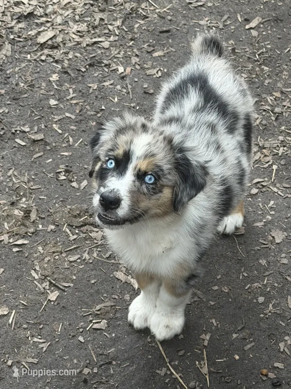 Laney – Australian Shepherd puppy for sale in Marion, SC