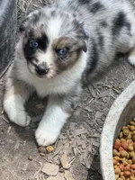 Laney, a female Australian Shepherd for sale in Marion, SC – 2 of 4