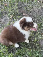 Dolly, a female Australian Shepherd for sale in Marion, SC – 4 of 4