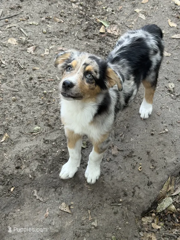 Spanky – Australian Shepherd puppy for sale in Marion, SC