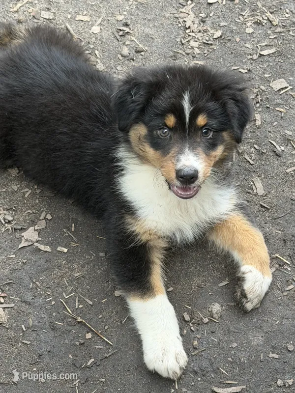 Bud – Australian Shepherd puppy for sale in Marion, SC