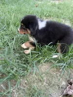 Bud, a male Australian Shepherd for sale in Marion, SC – 2 of 3