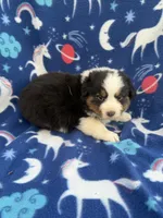 Boss, a male Australian Shepherd for sale in Marion, SC – Photo 3 of 3