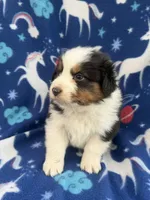 Boss, a male Australian Shepherd for sale in Marion, SC – Photo 2 of 3