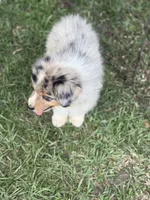 Rex, a male Australian Shepherd for sale in Marion, SC – 3 of 6