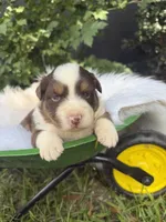 Dolly, a female Australian Shepherd for sale in Marion, SC – 4 of 4