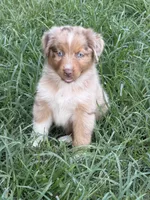 Sunny , a male Australian Shepherd for sale in Marion, SC – 2 of 6