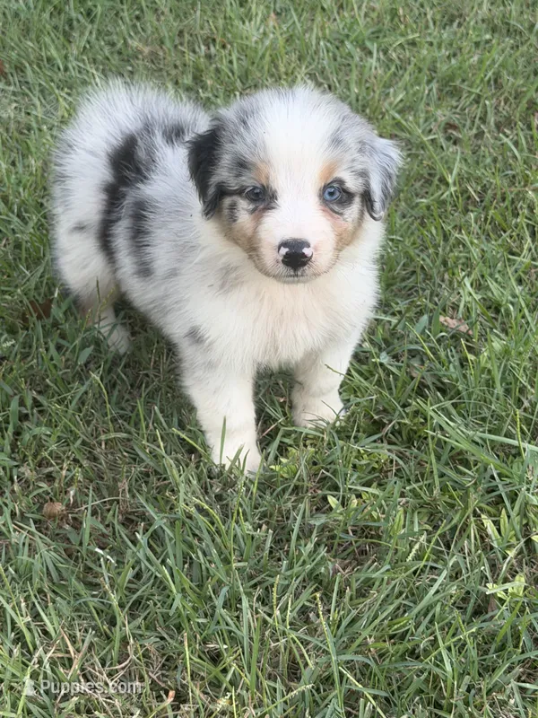 Lexie – Australian Shepherd puppy for sale in Marion, SC
