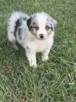 Lexie, a female Australian Shepherd for sale in Marion, SC – 1 of 4