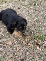Booger, a male Australian Shepherd for sale in Marion, SC – Photo 4 of 4