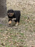 Booger, a male Australian Shepherd for sale in Marion, SC – Photo 3 of 4