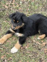 Booger, a male Australian Shepherd for sale in Marion, SC – Photo 2 of 4