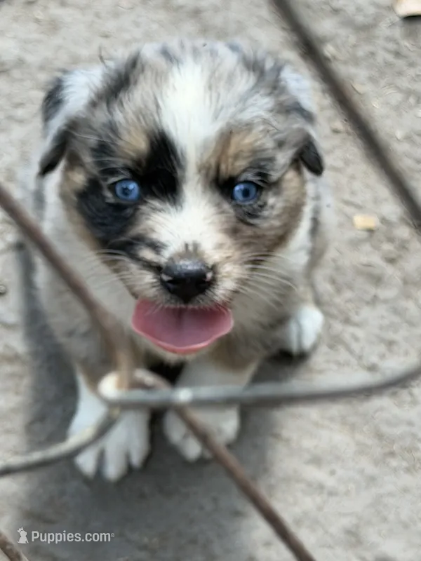 Laney – Australian Shepherd puppy for sale in Marion, SC