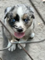 Laney, a female Australian Shepherd for sale in Marion, SC – 1 of 4