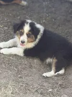 Sam, a male Australian Shepherd for sale in Marion, SC – Photo 1 of 2