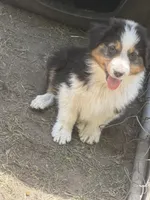 Sam, a male Australian Shepherd for sale in Marion, SC – Photo 2 of 2