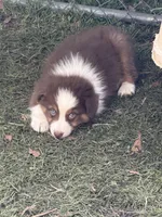 Bobby, a male Australian Shepherd for sale in Marion, SC – Photo 2 of 3