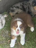Bobby, a male Australian Shepherd for sale in Marion, SC – Photo 3 of 3