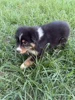 Bud, a male Australian Shepherd for sale in Marion, SC – 3 of 3