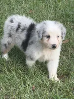 Toby, a male Australian Shepherd for sale in Marion, SC – 3 of 4