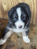 Sam, a male Australian Shepherd for sale in Marion, SC – 3 of 3