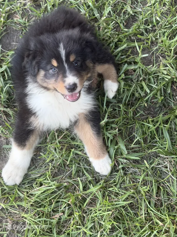 Bud – Australian Shepherd puppy for sale in Marion, SC