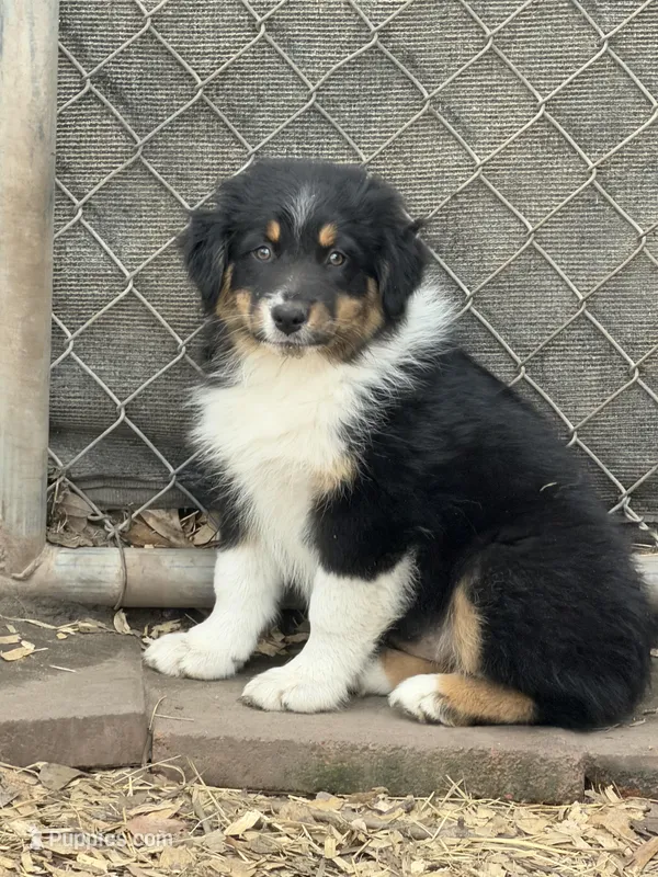 Lilly, a female Australian Shepherd for sale in Marion, SC – Photo 1 of 1